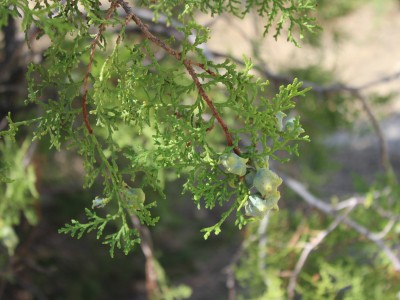 Крым, Судак, горы, природа, море