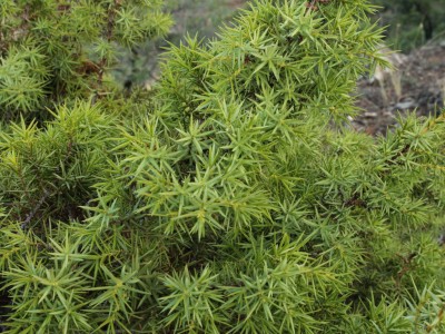 Крым, Судак, горы, природа, море