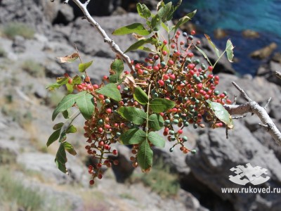 Крым, Судак, горы, природа, море