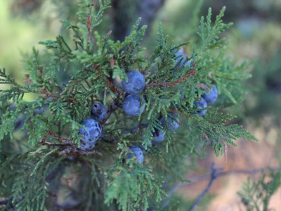 Крым, Судак, горы, природа, море