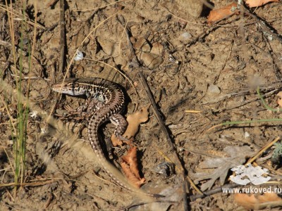 Крым, Судак, горы, природа, море