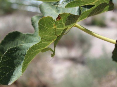 Крым, Судак, горы, природа, море