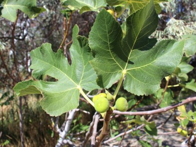 Крым, Судак, горы, природа, море