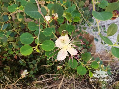 Руины храма Аполлона